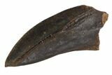 Nice, Hadrosaur (Duck-Billed Dinosaur) Tooth - Montana #91377-2